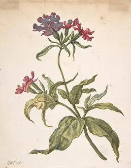 The Liszt Collection: Study of a red catchfly (Lychnis hirsuta), 1680