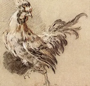 Rooster: Study of a Rooster, by Boucher