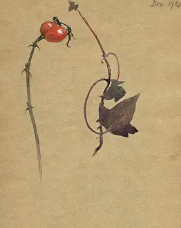 Rosehip: Study of rosehips and dried leaves by Muriel Dawson