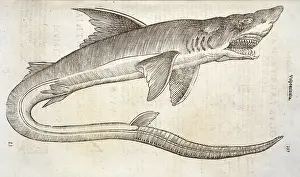 Elasmobranchii: Study of shark