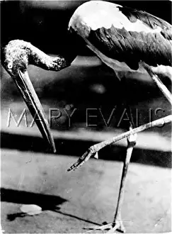 Marabout: STUDY OF A STORK