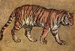 Unseen: Study of a Tiger