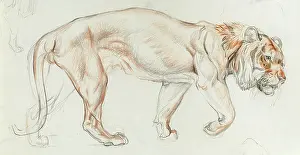 Tigers: Study of a tiger