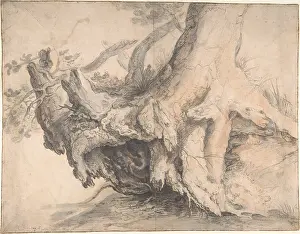 Savery: Study of a Tree, ca. 1606?7, Gray watercolor wash
