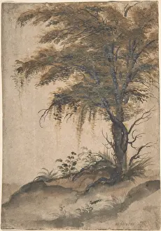 Mid 16th: Study of a tree, mid-16th?early 17th century