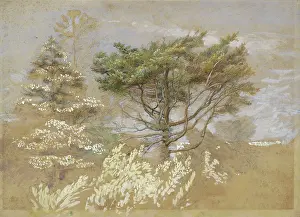 Bodycolour: Study of Trees