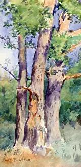 Rosa: Study of Trees Artist: Rosa Bonheur