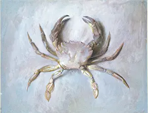 Nautical: Study of a Velvet Crab