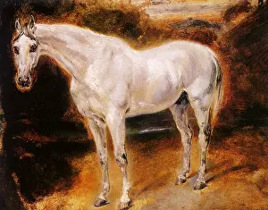 Equines: Study of a White Horse, by Delacroix