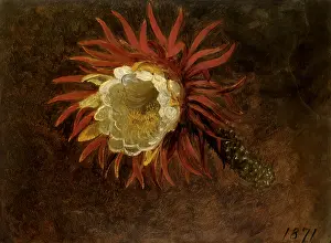 Heade: Study of a Yellow Flower