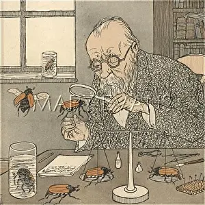 Entomologist: STUDYING BEETLES