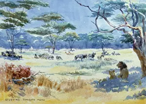 Menu: Studying Tonights Menu ' African wildlife