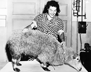 Incredibly: Stuffed Ancon Ram, with abnormally short front