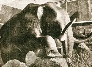 Carcase: Stuffed Carcase of Mammouth