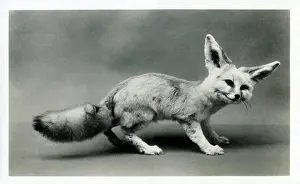 The Roseries Collection: A stuffed Desert Fox, Natural History Museum, Birmingham