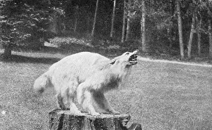 Wolves: Stuffed dog mounted on a tree stump