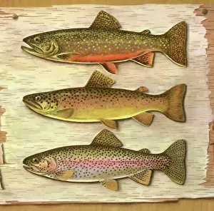 Stuffed: Three Stuffed Trout
