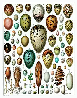Encyclopedia: Eggs