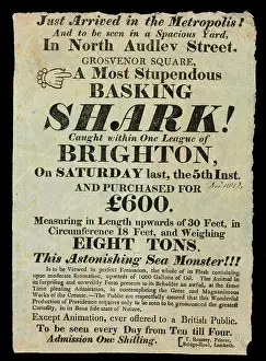 Elasmobranchii: A most stupendous basking shark caught within one league of