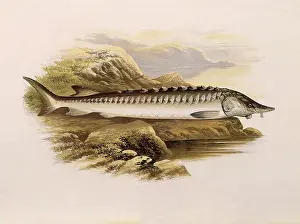 Lydon: Sturgeon