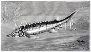 Sturgeon: A STURGEON