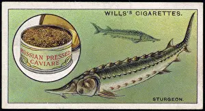 Sturgeon: STURGEON AND CAVIAR