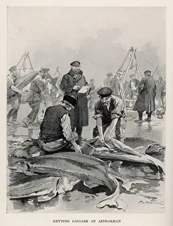 Sturgeon: STURGEON CAVIAR EXTRACT