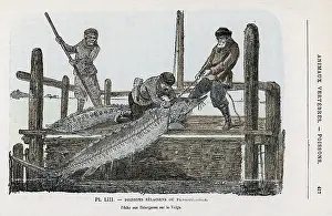 Sturgeon: STURGEON FISHING/VOLGA