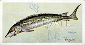 Sturgeon: STURGEON/MORRIS/1928