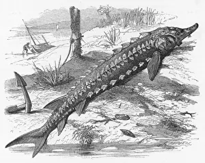 C1860: STURGEON/RIVERBANK C1860