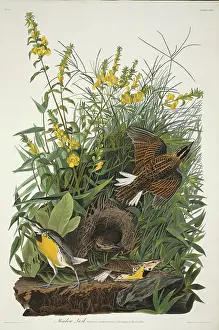 Digitalis: Sturnella magna, eastern meadowlark