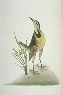 Catesby: Sturnella magna, eastern meadowlark