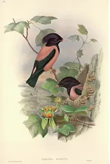 Starling: Sturnus roseus, rosy starling