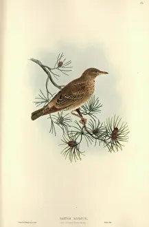 Starling: Sturnus roseus, rosy starling