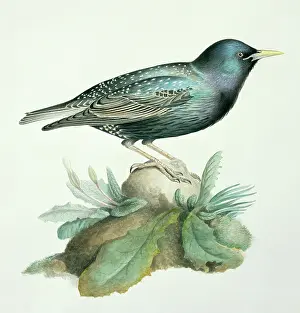 Starling: Sturnus vulgaris, starling