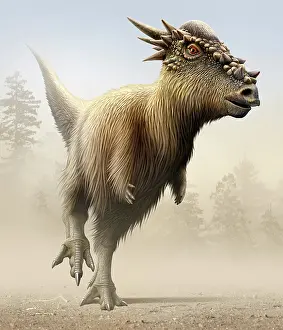 Pachycephalosaurid: Stygimoloch, a genus of pachycephalosaurid from the ?