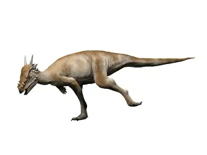 Pachycephalosaurid: Stygimoloch is a pachycephalosaurid dinosaur