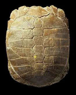 Oligocene: Stylemys nebrascensis, tortoise carapace