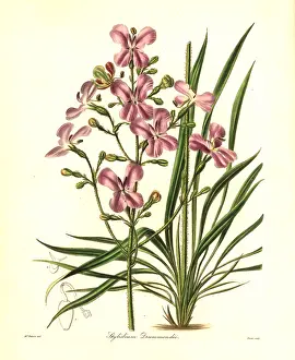 Stylidium: Stylidium affine