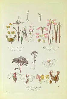 1816: Stylidium calcaratum, S. pygmaeum