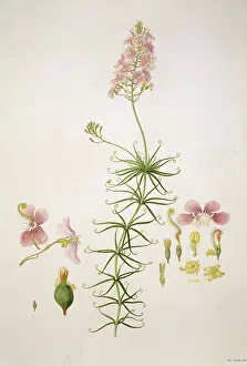 Asterales: Stylidium scandens, climbing trigger plant