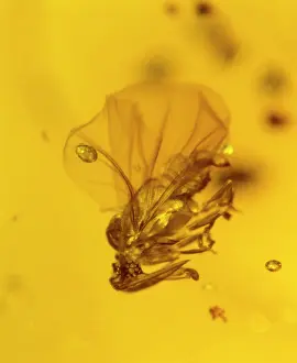 Parasitic: Stylopid in amber