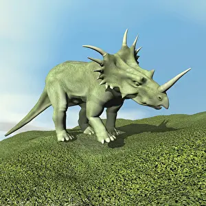 Styracosaurus: Styracosaurus dinosaur