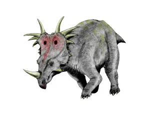 Styracosaurus: Styracosaurus dinosaur