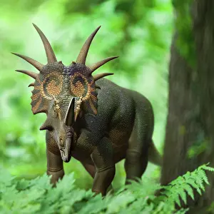 Styracosaurus: Styracosaurus dinosaur in the forest