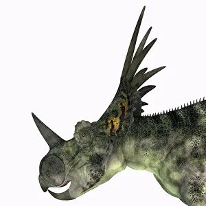 Styracosaurus: Styracosaurus dinosaur head