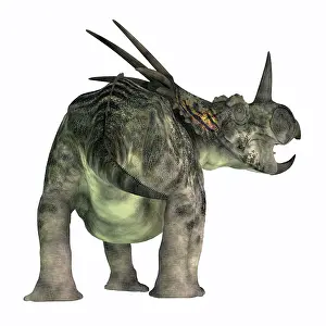 Styracosaurus: Styracosaurus dinosaur, rear view on white background