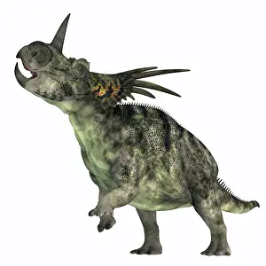 Styracosaurus: Styracosaurus dinosaur rearing up