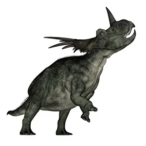 Styracosaurus: Styracosaurus dinosaur roaring