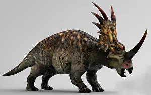 Styracosaurus: Styracosaurus dinosaur, side view on gray background